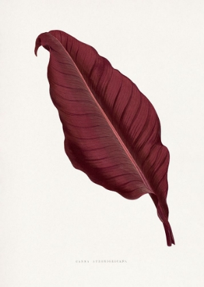 Picture of PINK CANNA ATRONIGRICANS LEAF ILLUSTRATION