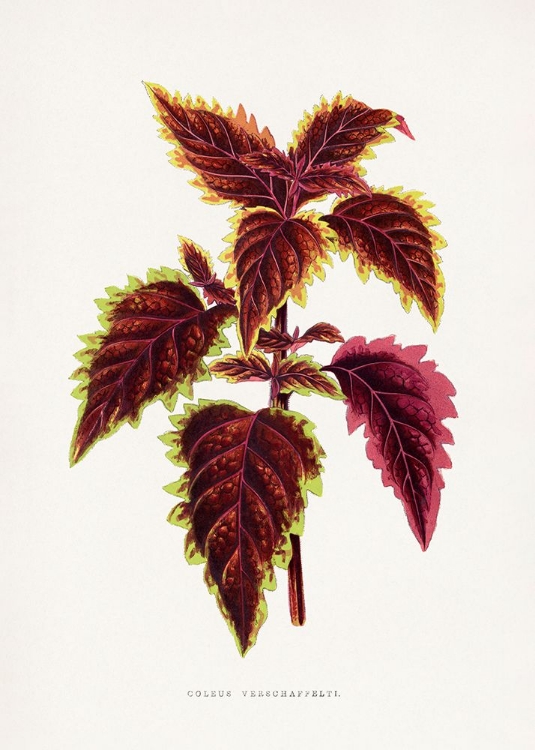 Picture of PINK COLEUS LEAF ILLUSTRATION