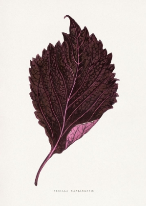 Picture of PINK PERILLA NANKINENSIS LEAF ILLUSTRATION