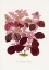 Picture of PINK TELEIANTHERA FICOIDEA LEAF ILLUSTRATION