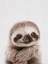 Picture of PEEKABOO BABY SLOTH