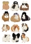 Picture of MUSIC GUINEAPIG
