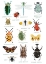 Picture of BUGS