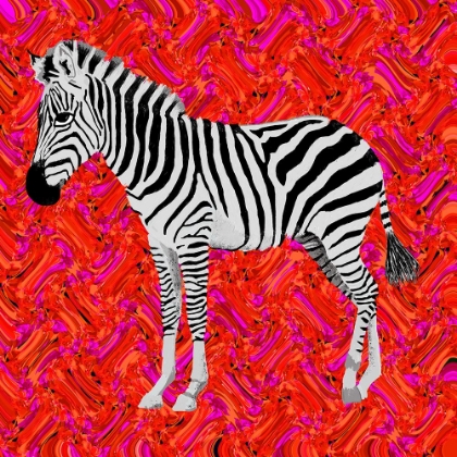 Picture of ZEBRA