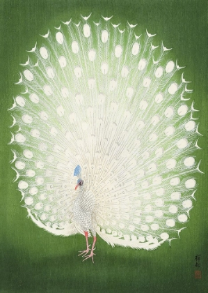Picture of PEACOCK 50X70