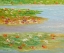 Picture of IN SHALLOW WATERS