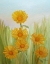 Picture of FIELD OF YELLOW DAISIES
