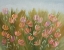 Picture of DESERT FLOWERS