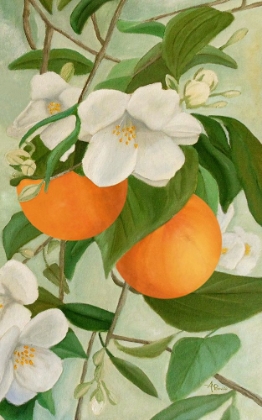 Picture of BRANCH OF ORANGE TREE IN BLOOM