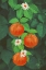Picture of BRANCH OF MANDARIN ORANGE