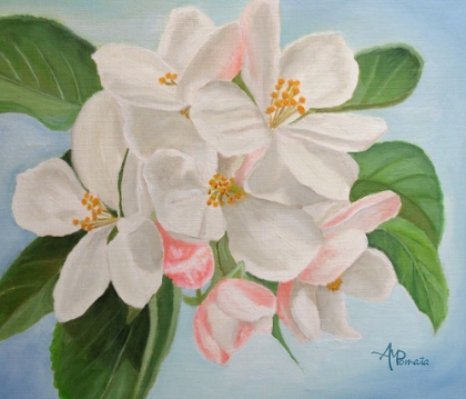 Picture of APPLE BLOSSOM