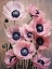 Picture of PINK FLOWERS 1