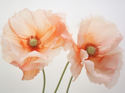 Picture of POPPIES 3