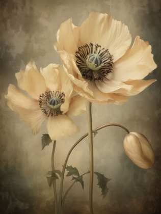 Picture of POPPIES 20