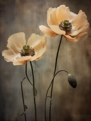 Picture of POPPIES 21