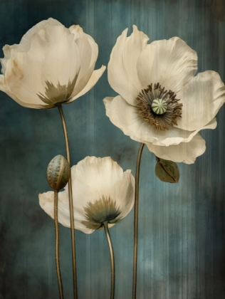 Picture of POPPIES 22