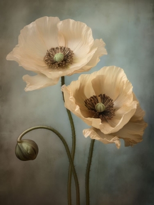 Picture of POPPIES 23
