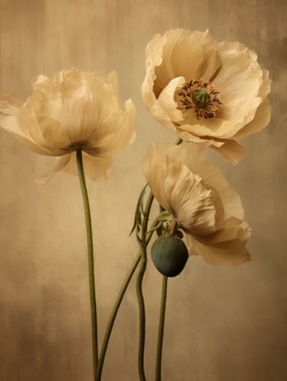 Picture of POPPIES 24