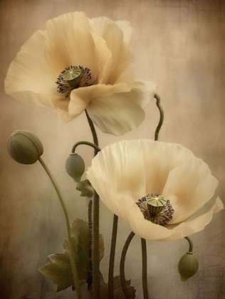 Picture of POPPIES 25