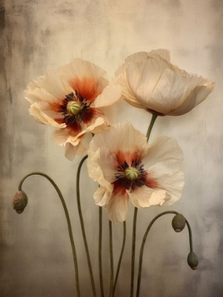 Picture of POPPIES 27