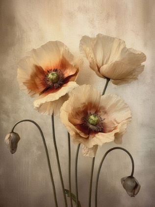Picture of POPPIES 30