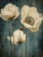 Picture of POPPIES 31