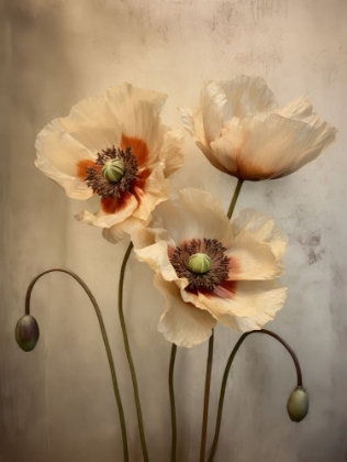 Picture of POPPIES 36