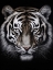 Picture of WILD 8