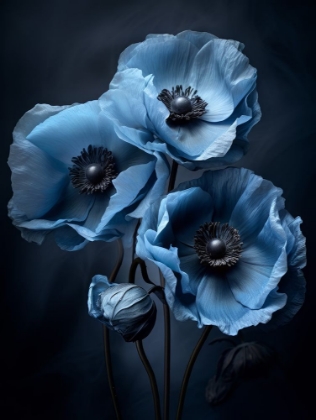 Picture of POPPIES 7