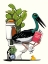 Picture of AUSTRALIAN BLACK STORK ON TOILET