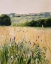 Picture of OAKS AND TALL GRASS