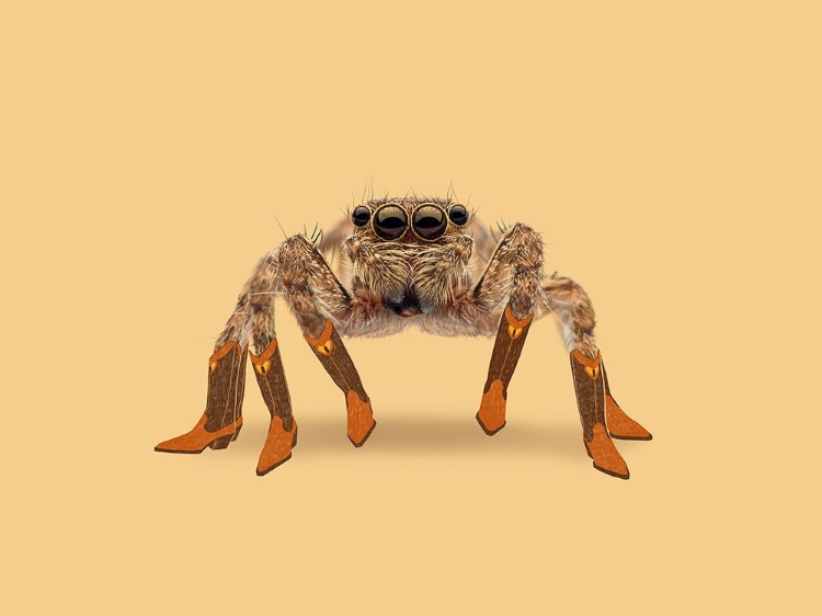 Picture of LYDIA THE LEGGIEST COWGIRL SPIDER