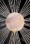 Picture of BLACK GOLD FULL SUN