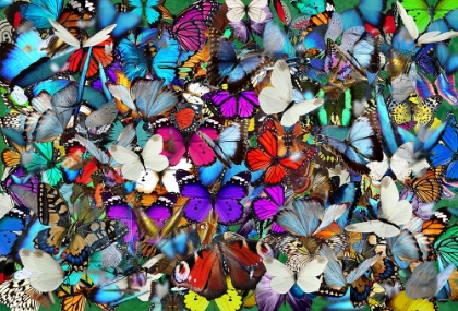 Picture of A THOUSAND BUTTERFLIES CAME OUT TO PLAY
