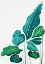 Picture of CACAPHONY 1.PNG