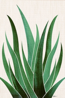 Picture of DESERT AGAVE 4