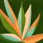 Picture of COLORFUL AGAVE 1