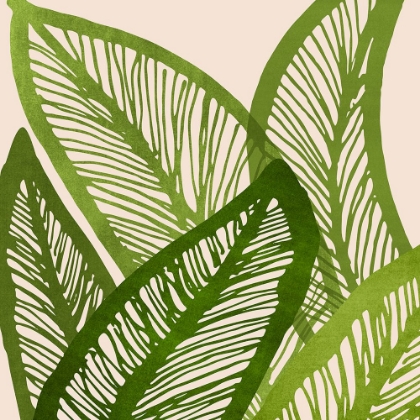 Picture of GREEN TROPICS SQ