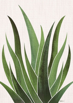 Picture of DESERT AGAVE 5