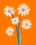 Picture of MOROCCAN DAISIES 2
