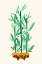 Picture of HAPPY BAMBOO