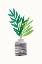 Picture of ORGANIC GREENERY STILL LIFE