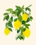 Picture of SUNNY LEMONS 4X5