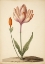 Picture of VINTAGE FLOWER