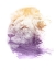 Picture of 0004 ANIMAL WATERCOLOR