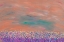 Picture of LAND OF PURE COLOUR 2