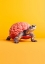 Picture of SLOW BRAIN