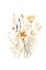 Picture of NATURES GOLDEN BEAUTY