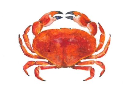 Picture of WATERCOLOUR CRAB