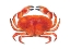 Picture of WATERCOLOUR CRAB